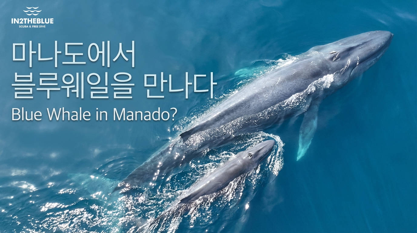 마나도 부나켄에서 대왕고래 가족을 만나다