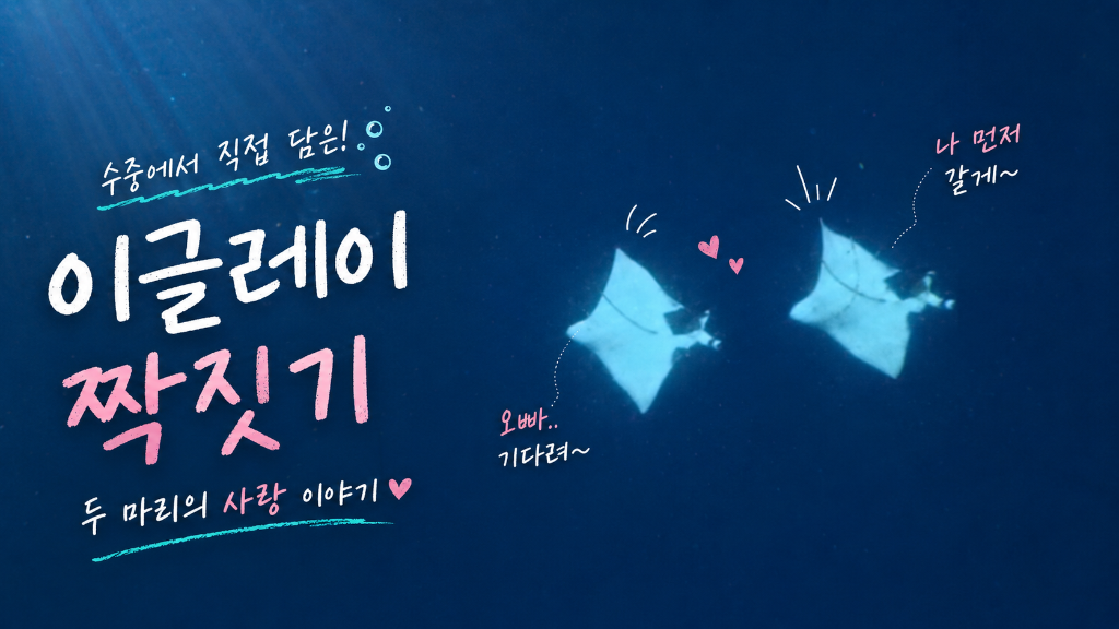 수심 30m 아래의 경이, 부나켄 사치코스에서 이글레이(Eagle Ray)의 짝짓기 행동 포착